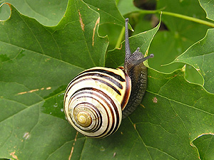 Grove snail (Cepaea nemoralis)