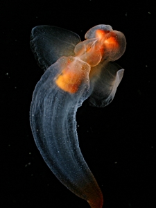 limacina clione schnecken butterfly papillon snail nordmeer jellyfish weichtiere
