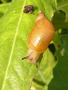 Bernsteinschnecke (Succinea)