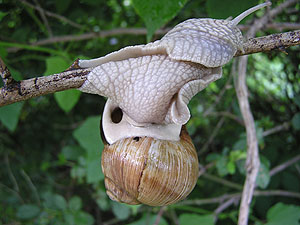 Weinbergschnecke wendet auf einem dünnen Ast.