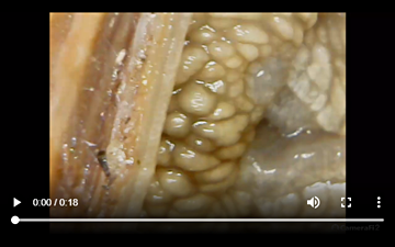 Helix pomatia: Ausstülpen eines Fühlers