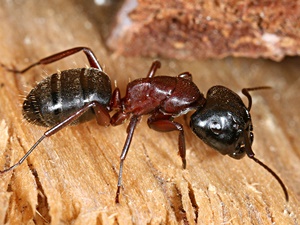 Braunschwarze Rossameise (Camponotus ligniperda)