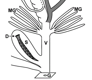 Ausschnitt (schematisch) aus dem Genitalapparat von Cornu aspersum