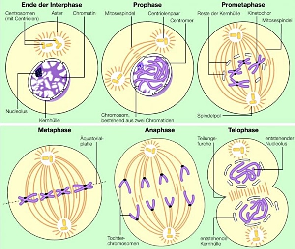 Zellteilung (Mitose)