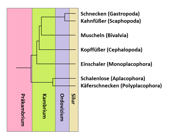 Verwandtschaft und Entwicklung der Weichtiere