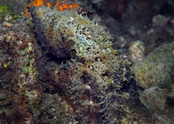 Algen-Oktopus (Abdopus aculeatus)