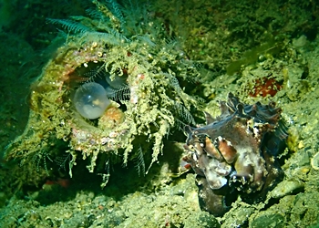 Prachtsepie (Ascarosepion pfefferi)