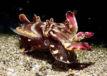 Flamboyant Cuttlefish (Ascarosepion pfefferi)