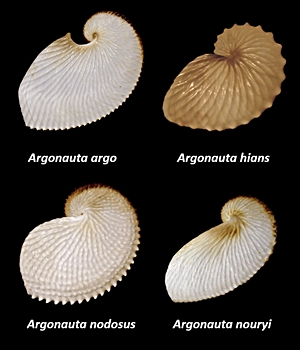 Die rezenten Arten von Argonauta