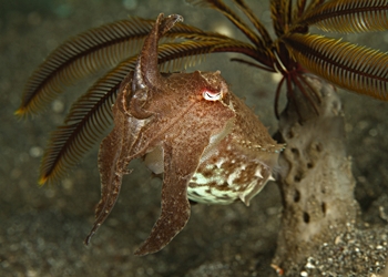 Breitarm-Sepie (Ascarosepion latimanus)