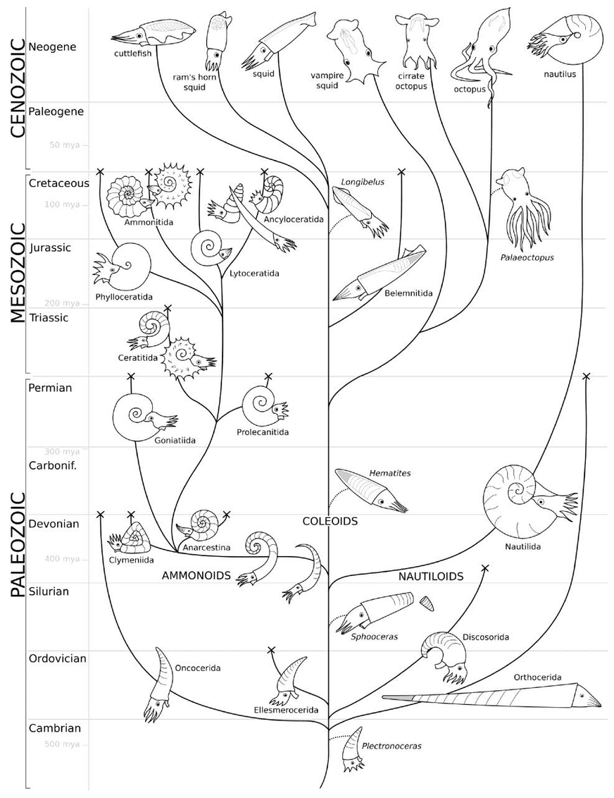 Evolution der Cephalopoda