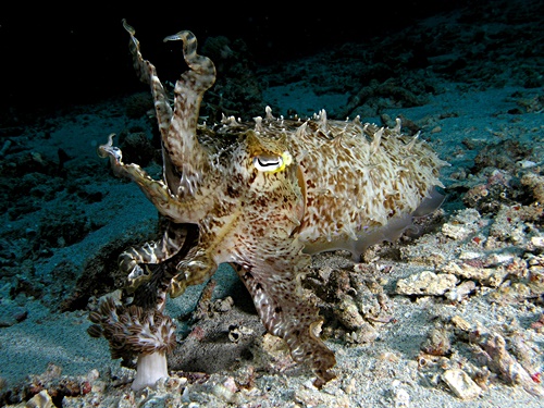 Tintenfisch (Sepia) bei Komodo