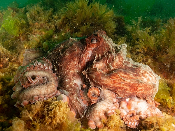 Roter Riesenkrake (Enteroctopus megalocyathus)