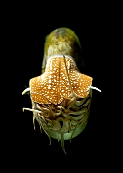 Nautilus (Nautilus pompilius)