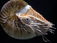 Perlboot (Nautilus pompilius)