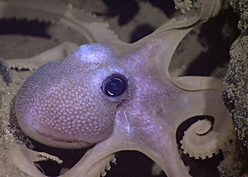 Octopus in 2500 m Tiefe