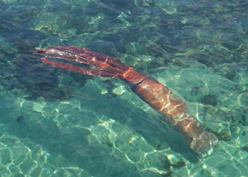 Riesenkalmar (Architeuthis dux)