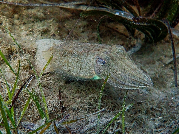 Common Cuttlefish (Sepia officinalis)