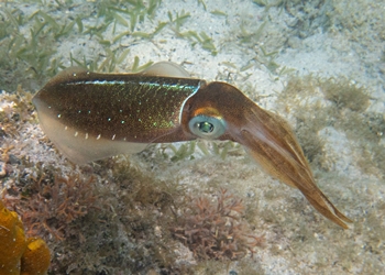 Karibischer Riffkalmar (Sepioteuthis sepioidea)