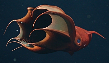 Vampirtintenfisch (Vampyroteuthis infernalis)