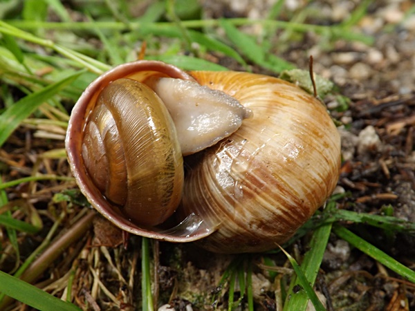 Wirtelschnecke frisst Weinbergschnecke