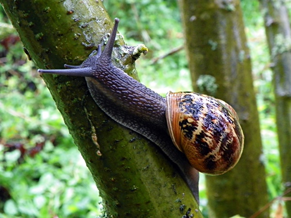 Gefleckte Weinbergschnecke (Cornu aspersum)