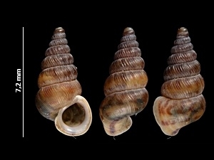 Kleine Walddeckelschnecke (Cochlostoma septemspirale)
