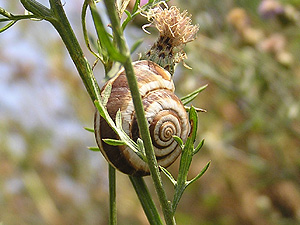 Sandheideschnecke (Cernuella virgata)
