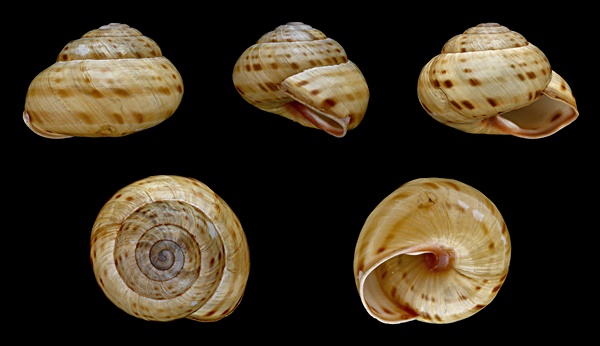 Bergbnderschnecke (Macularia sylvatica)