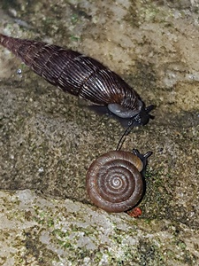 Alinda biplicata und Discus rotundatus