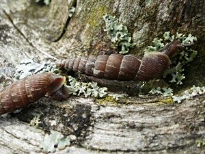 Gemeine Schliemundschnecke (Alinda biplicata)