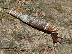 Clausilia bidentata
