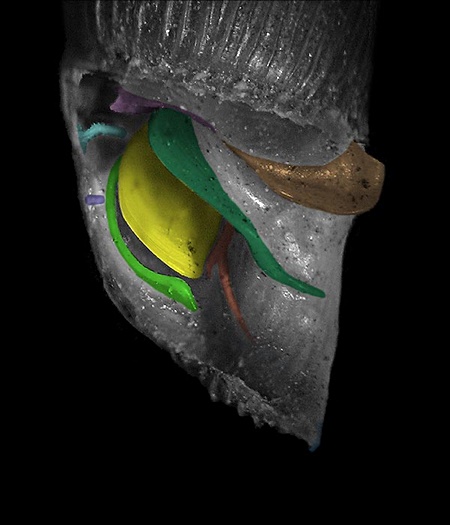 Prpariertes Clausiliar, beschriftet