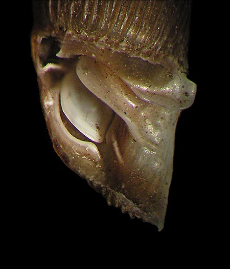 Prpariertes Clausiliar von Alinda biplicata
