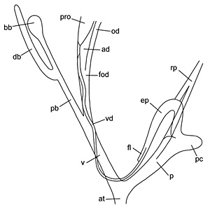 Genitalapparat der Schliemundschnecken