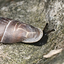 Palatalansicht von Herilla bosniensis