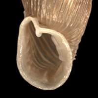 Laciniaria plicata Mndung