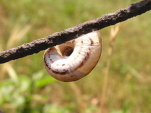 Östliche Heideschnecke (Xerolenta obvia)