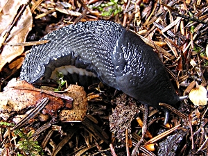 Fusohle von Limax cinereoniger