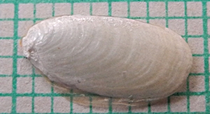 Schalenrest von Limax maximus