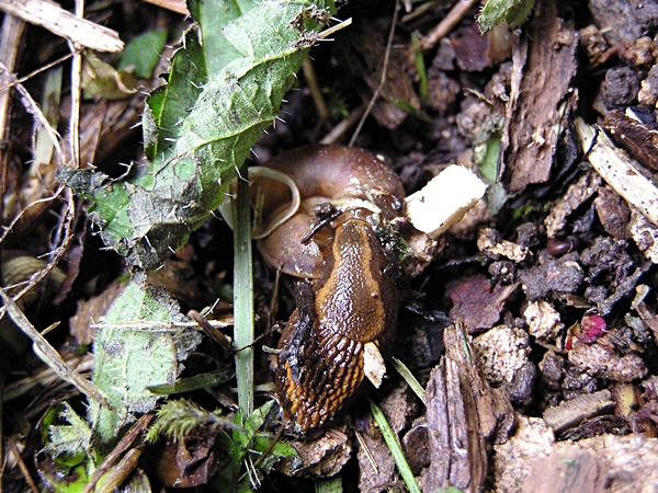 Spanische Wegschnecke frisst Steinpicker