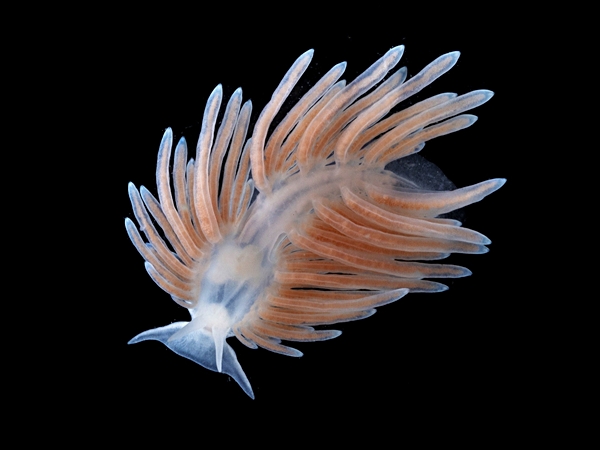 Nudibranch Sea Slug (Cuthona rolleri)