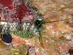 Green Ormer (Haliotis tuberculata)