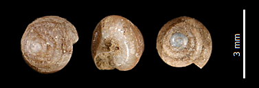 Orcula dolium Jungtiere