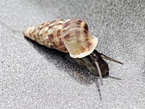 Obscurella obscura