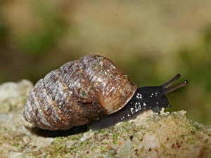 Orcula dolium