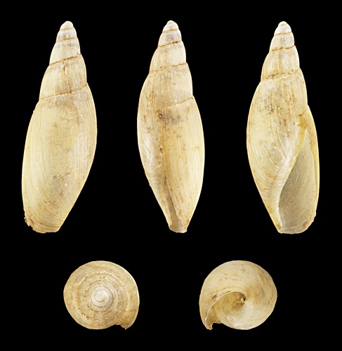 Poiretia cornea - Schalenansicht