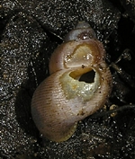 Ätzschaden von Poiretia dilatata an Pomatias elegans