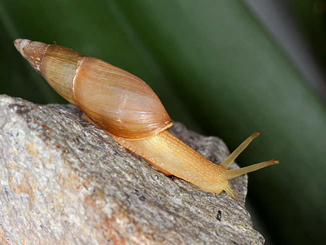 Dalmatinische Raubschnecke (Poiretia cornea)