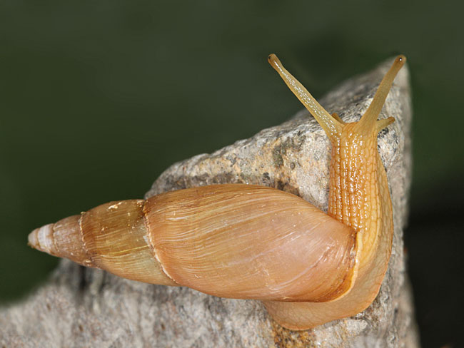 Dalmatinische Raubschnecke (Poiretia cornea)